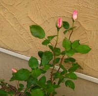 バラの苗を買って庭に植えました 支柱は立てた方がよいのでしょうか また これか Yahoo 知恵袋