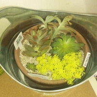 多肉植物の寄せ植えの相性についての質問です 多肉植物初心者です 今まではアイビ Yahoo 知恵袋