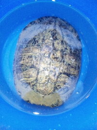 海で泳いでました 海亀じゃないですよね 何亀でしょうか 海水じゃしにますよね Yahoo 知恵袋