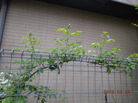 バラ土の地植え用の配合の仕方 バラ土の配合のしかたバラを初めて Yahoo 知恵袋