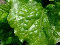 レタスにブツブツが これは何でしょうか こんにちは 結球レタ Yahoo 知恵袋