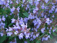 紫色の花です 十二単でしょうか 名前を教えてください 宜しくお願いし Yahoo 知恵袋