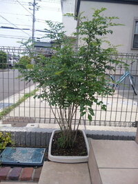 シマトネリコを庭に植えたのですが おととしの五月に鉢植え Yahoo 知恵袋