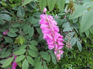 今の時季 このピンクのマメ科 の花はなんでしょう 草丈が低いようですので Yahoo 知恵袋