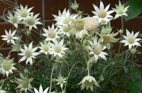 この花の名前を教えて下さい エーデルワイスの仲間でしょうか 写真の花はセ Yahoo 知恵袋
