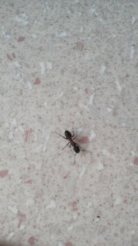 この蟻はなんという蟻でしょうか 春過ぎあたりから 家の中に出没します だいたい 教えて 住まいの先生 Yahoo 不動産