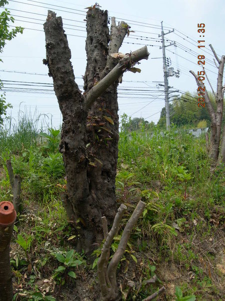 玄関先の庭にあるどんぐりの木を処分したいです。建て売りで築9年に