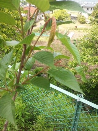 桜の葉っぱが縮んで来たのですが 病気か何かでしょうか それとも水不足 お Yahoo 知恵袋