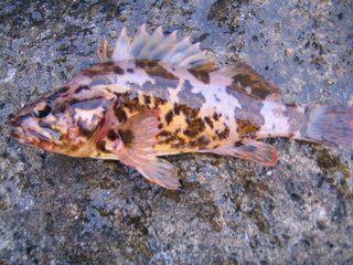 この写真の魚はなんですか おいしいですか 普通ですか まずいで Yahoo 知恵袋