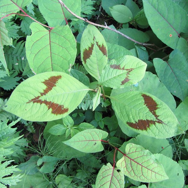 このV字模様の葉はなんという植物ですか？ - 石川県中能登町の荒山城址