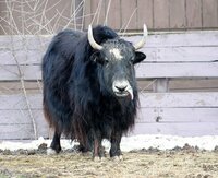 日本の動物園で ヤク が観れる処はありますか 社 日本動物園 Yahoo 知恵袋