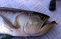 近所の野池でアロワナ釣れた 近所の野池でバス釣りしてたら 多分 Yahoo 知恵袋