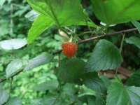 木苺に詳しいかたにお聞きします このオレンジ色の実は木苺でしょうか Yahoo 知恵袋