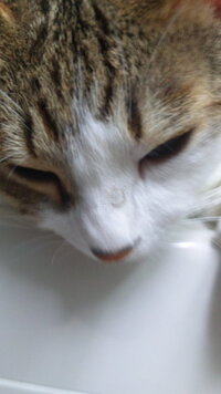 飼い猫についての質問です 最近 猫の鼻に出来物 らしきものを見つけました 画像 Yahoo 知恵袋