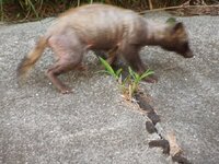 犬が家族の中で１番好きな人 どうしたらわかりますか おや Yahoo 知恵袋