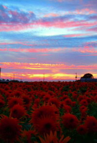 最近夕日がめっちゃキレイ を英語で言いたいのですが Whatabea Yahoo 知恵袋