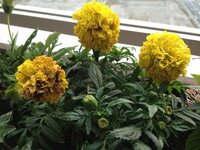 この花の名前を教えてください ボンボンみたいな可愛い花です このお花の名 Yahoo 知恵袋