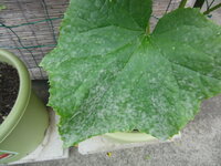 プランター栽培のきゅうりの葉がまだらに白くなってきました 写真 何か病気なの Yahoo 知恵袋