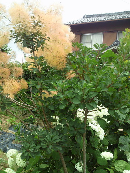 スモークツリーの挿し木の仕方今年は沢山煙が楽しめました。挿し木で