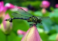 黒い蓮の花って本当に存在するんですか 私もかみさんが作った黒い蓮の花 Yahoo 知恵袋