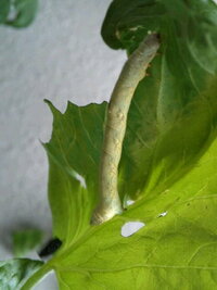 ミニトマトの葉に付いていたこの青虫の名前を教えて下さい 又 そのまま Yahoo 知恵袋