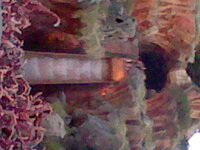 スプラッシュマウンテン スプラッシュマウンテンに乗りました そこで乗る前に Yahoo 知恵袋