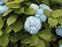 くまめいとの着せ替え衣装がなかったので 自分で作ろうと思っています しかし 適 Yahoo 知恵袋