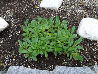 カリブラコアが増えません 5月中旬にカリブラコアの苗を二つ花壇 Yahoo 知恵袋