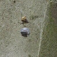 ダンゴムシが蜘蛛の巣の真ん中で引っかかって死んでいました これって蜘蛛が巣の真 Yahoo 知恵袋