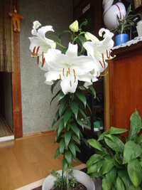 植えっぱなしでも大丈夫なカサブランカに シンプロンというものがあるよう Yahoo 知恵袋