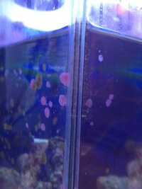 海水魚の水槽の隅にピンク色のカビのようなものが発生しました Yahoo 知恵袋