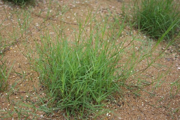 芝生の手入れティフトン芝の苗を6月初旬に植え 現在5週間 ほふく茎は Yahoo 知恵袋