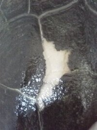 亀の甲羅が剥がれたんですがこれは脱皮ですか それとも病気ですか また Yahoo 知恵袋