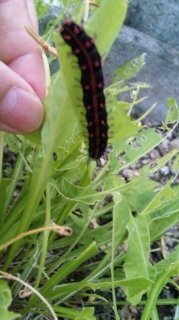 道路に黒と赤のトゲトゲの幼虫がたくさん歩いてました ネットで調べたとこ Yahoo 知恵袋