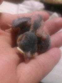 最近メジロが庭先に遊びに来ているので 今はミカンで餌付けしていま Yahoo 知恵袋