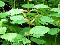 シソみたいな葉っぱのこの植物のなまえを教えてください 花は赤いツブツ Yahoo 知恵袋