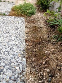 クローバーの栽培について教えて下さい 庭にクローバーをたくさん生や Yahoo 知恵袋