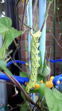 今朝アサガオにお水をあげようとしたら巨大青虫 芋虫 緑色と茶色の巨大なのが居ま Yahoo 知恵袋