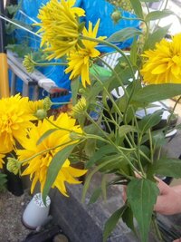 八重の山吹ですがこの春はほとんど花がつきませんでした 例年ならびっしりと花 Yahoo 知恵袋