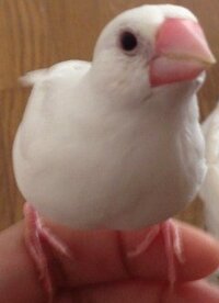 文鳥の鳴き声で教えて下さい たまに ギョッギョッギョッ と鳴くのですがど Yahoo 知恵袋