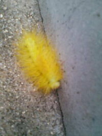 きれいな黄色の毛虫が道端を這っていました 名前が分かる方教えてください 8月5日 教えて 住まいの先生 Yahoo 不動産
