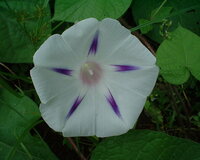 朝顔の花が白色ばかり咲きます これって土 栄養 の問題でしょうか 朝 Yahoo 知恵袋
