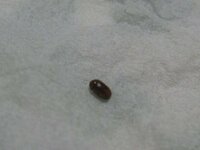 1mm程度で赤茶色の小さい虫が新居に出てすごく困っています 1日に Yahoo 知恵袋
