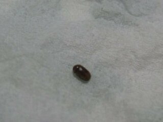 家 の 中 小さい 虫 飛ぶ 黒い小さい虫が大量発生 正体と対策を知りたいならコレを見て