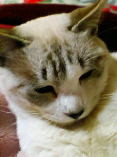 猫が目やにが多くでます 餌減らした方がいいですか 今飼っている猫 名前はシロ Yahoo 知恵袋