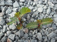 このオジギソウに似た草はなんでしょうか 雑草と言われるもの Yahoo 知恵袋