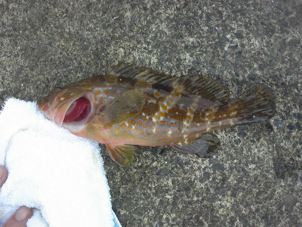 釣りをしていたらこの魚が釣れたのですがこの魚はなんていう魚ですか 茶色の Yahoo 知恵袋