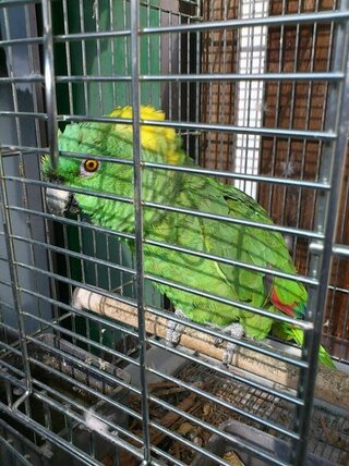 オウム インコ 画像の鳥の種類が分かる方 いたら教えてほしいです おばあちゃん Yahoo 知恵袋