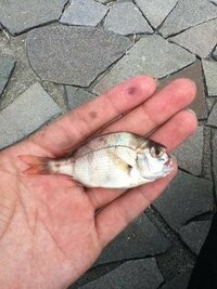 この魚はなんですかね食べれるのでしょうか チャリコ 真鯛の幼魚 Yahoo 知恵袋