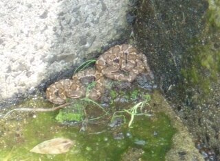 ヘビも 暑さに弱いんでしょうか 水路に マムシが２匹いました暑いから 水 Yahoo 知恵袋